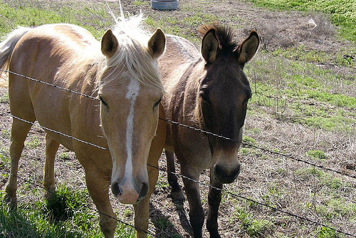 Horse & Donkey
