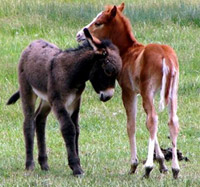 Horse & Donkey Foals