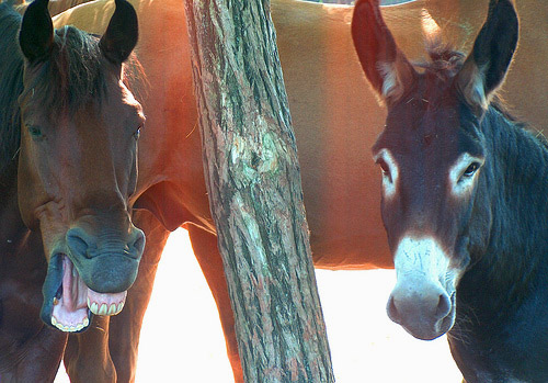 Horse & Donkey