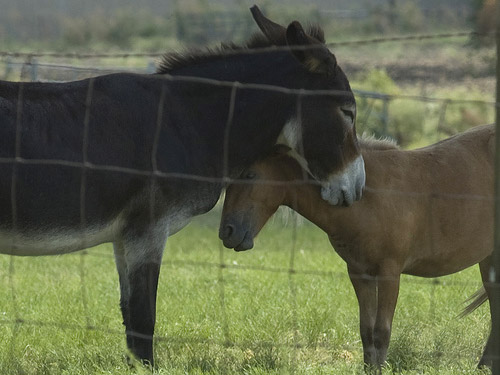Horse & Donkey