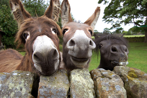 Horse & Donkeys