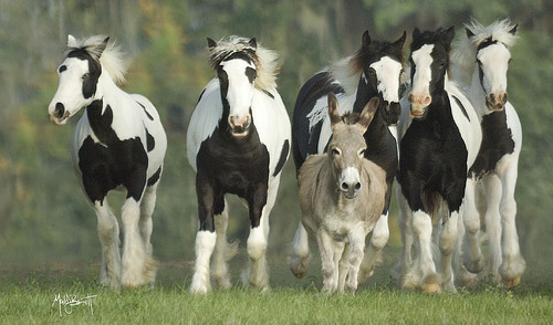 Horses & Donkey