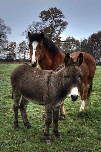 Horse & Donkey