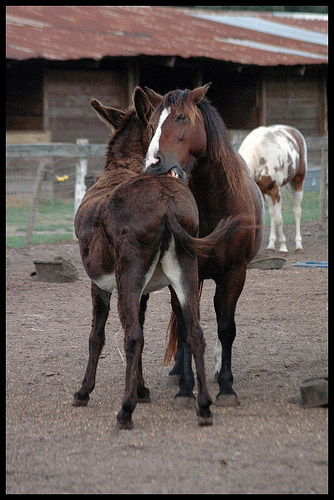 Horse & Donkey