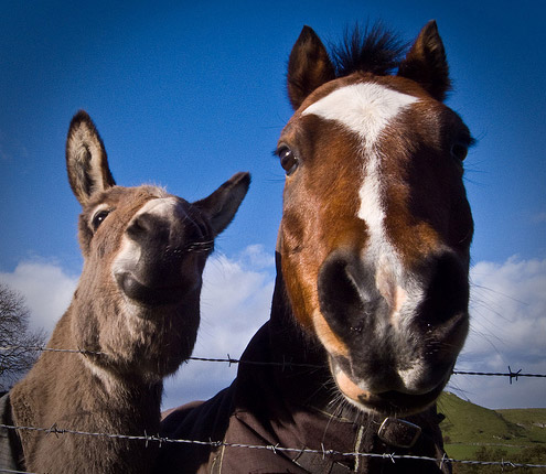 donkey horse horses buddies donkeys friendship miniature provide visit equine garden some