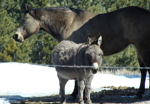 Horse & Donkey