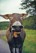 Laughing Donkey