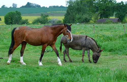 Horse & Donkey