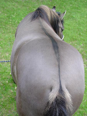 Dorsal Stripe Dorsal Stripe