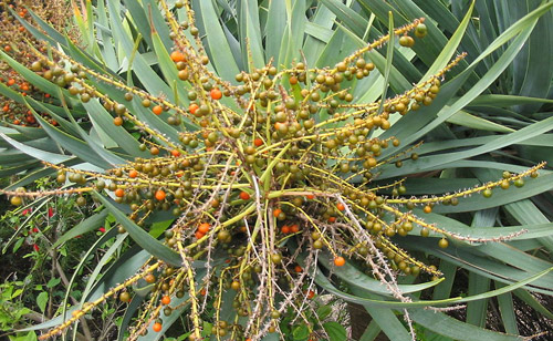Dracaena Palm