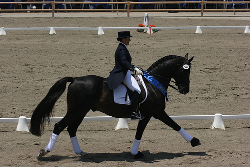 Dressage Dressage