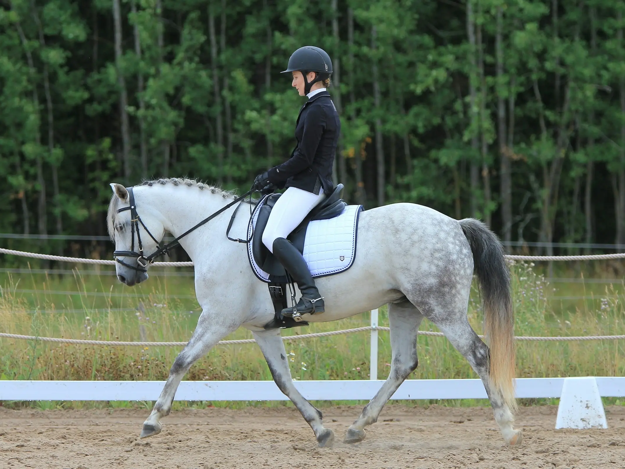 dressage horse