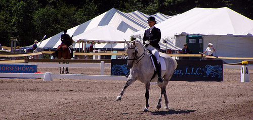 Dressage Horse