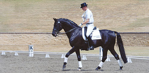 Dressage Horse Dressage Horse