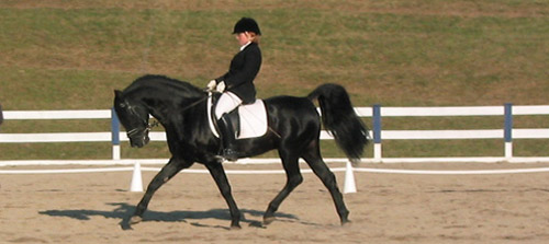Dressage Horse