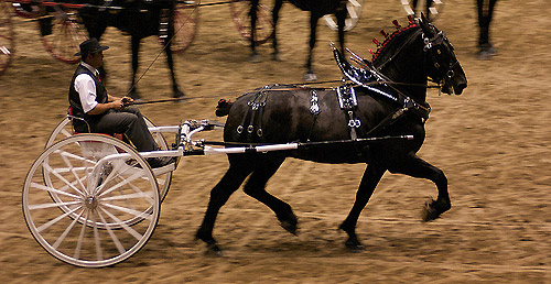 Driving Horse