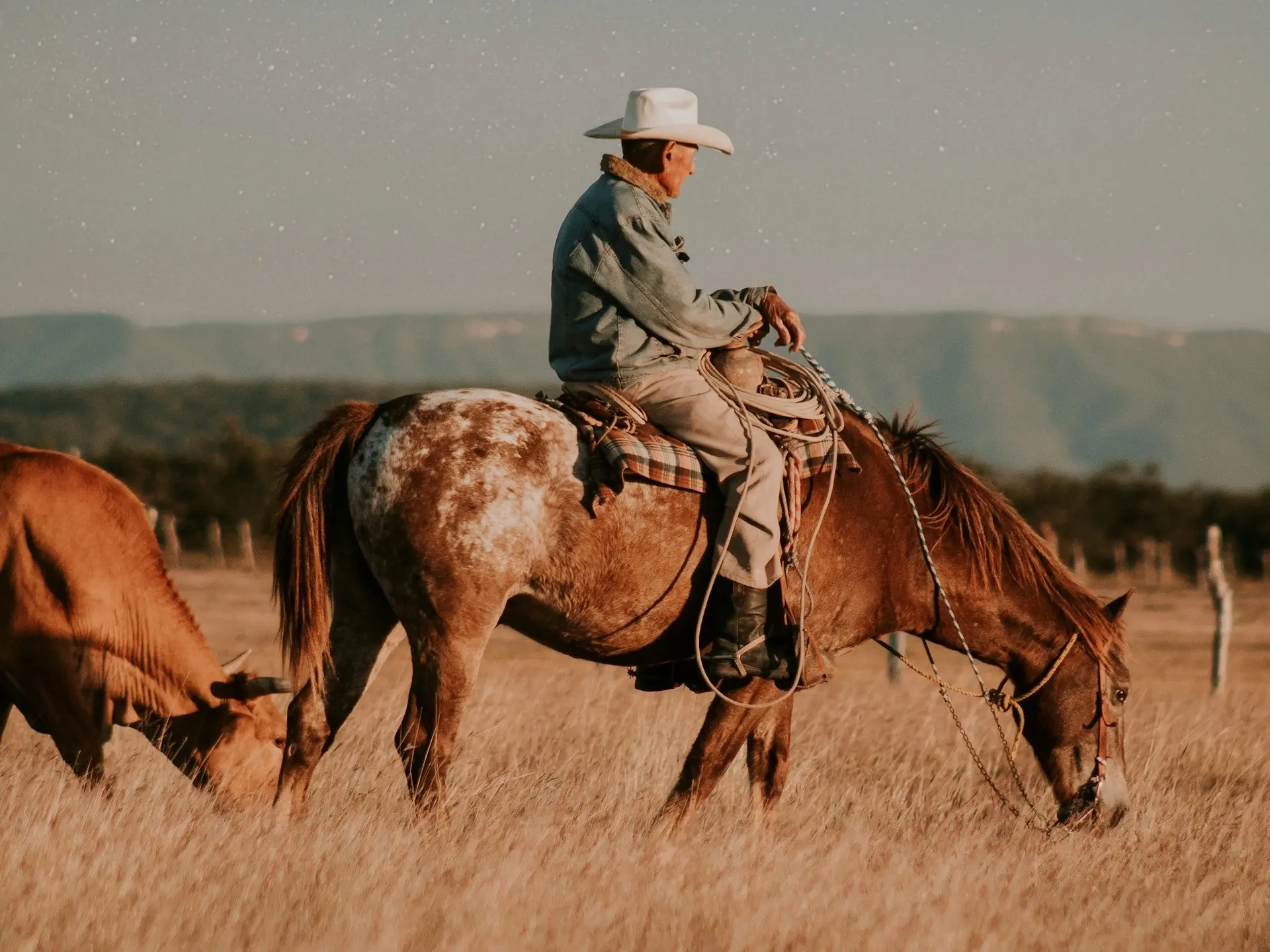Man on a horse