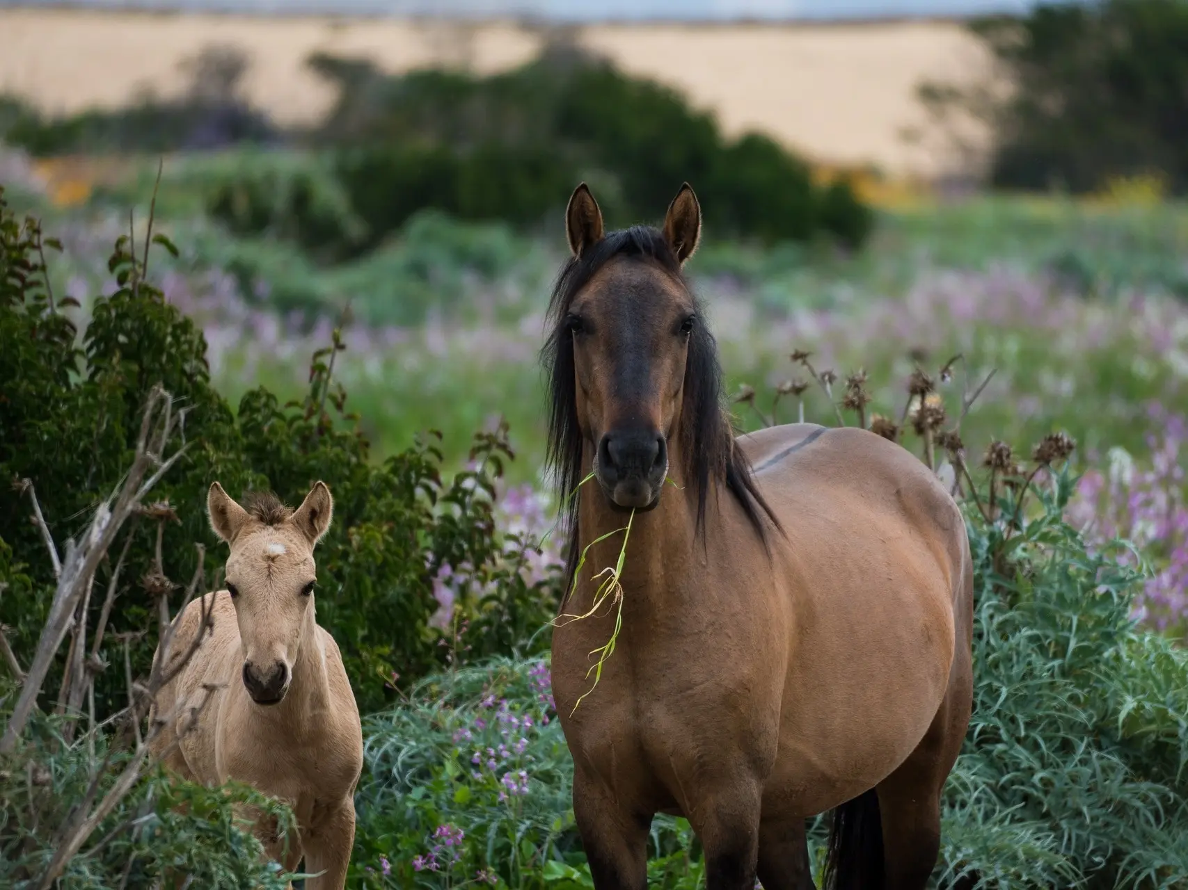 Dülmen Pony