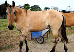 Dun Horse Breeds Dun Horse Breeds