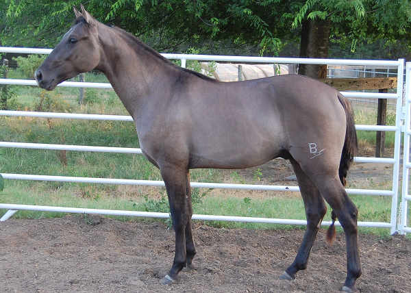 Dun on Black Dun on Black