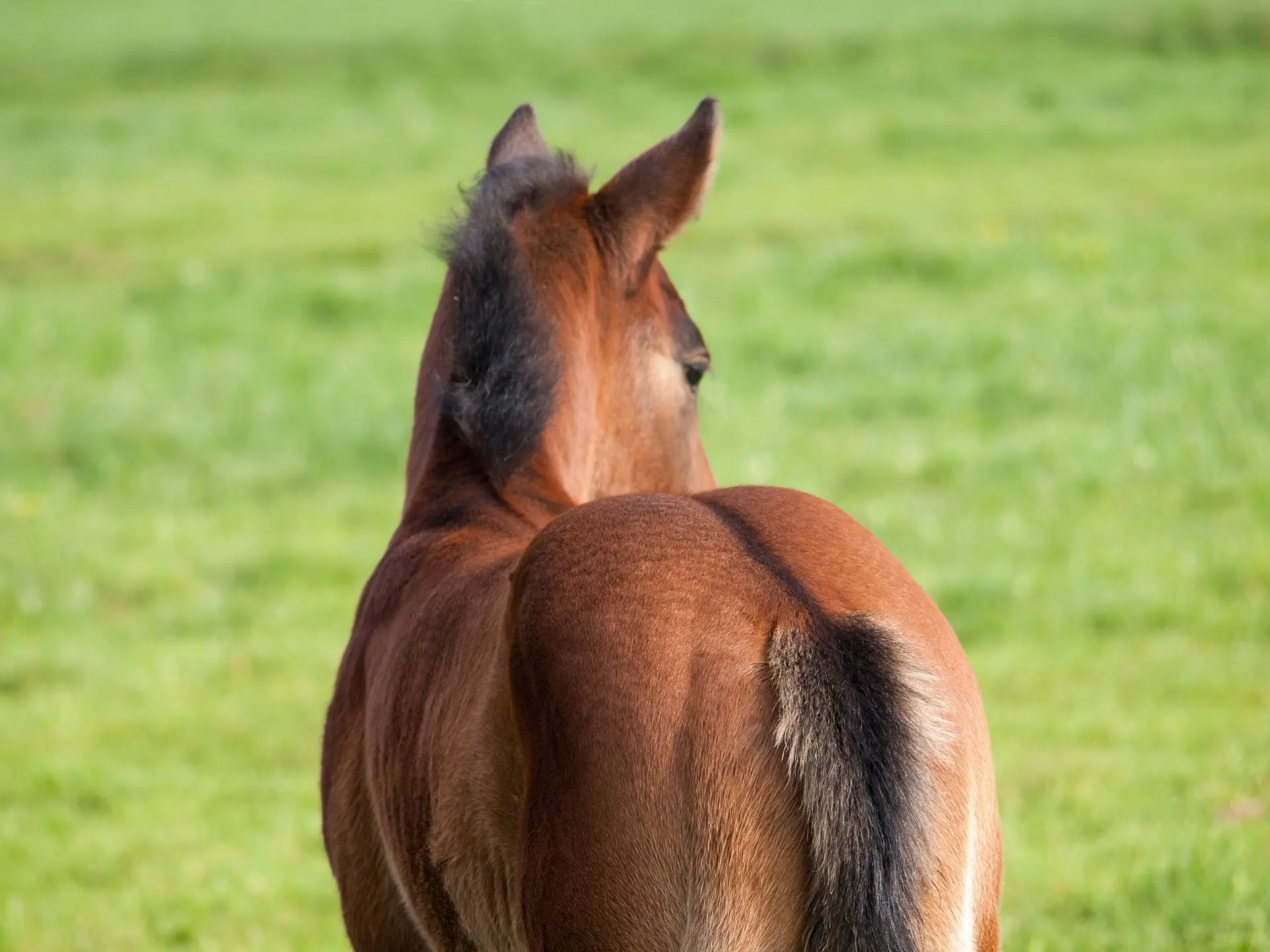 Dun dorsal stripe