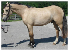 Light Dun Horse Light Dun Horse