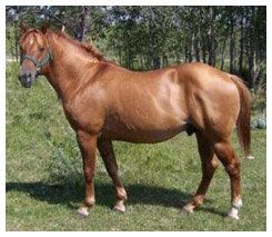 Dark Red Dun Horse Dark Red Dun Horse