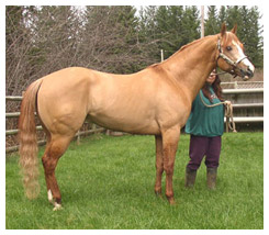Light Red Dun Horse Light Red Dun Horse