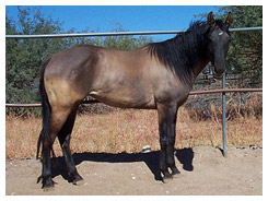 Dark Grullo Horse Dark Grullo Horse