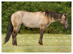 Light Grullo Horse Light Grullo Horse