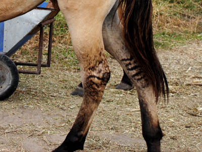 Zebra Stripes or Leg Barring