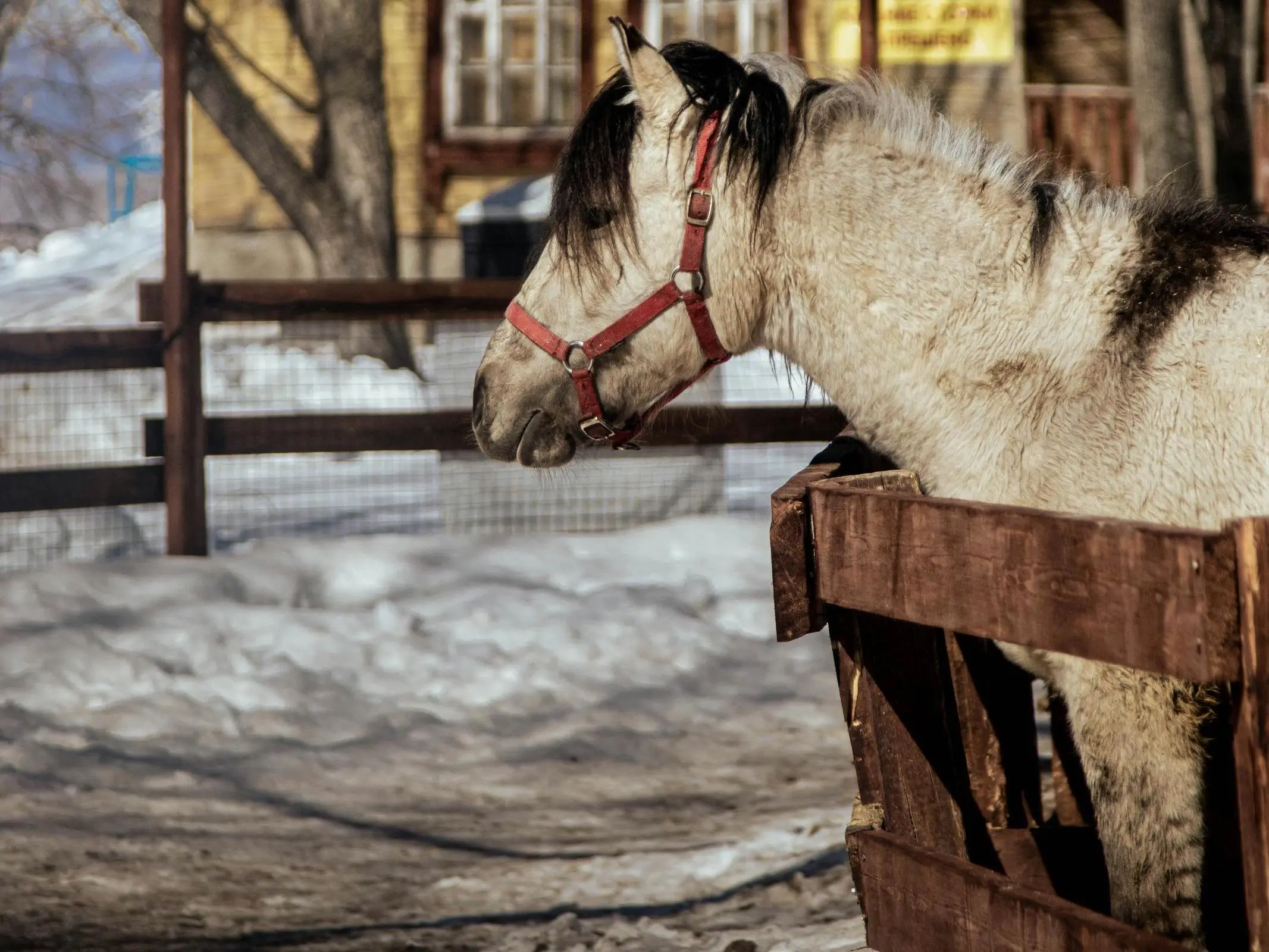 Dun horse with primitive markings
