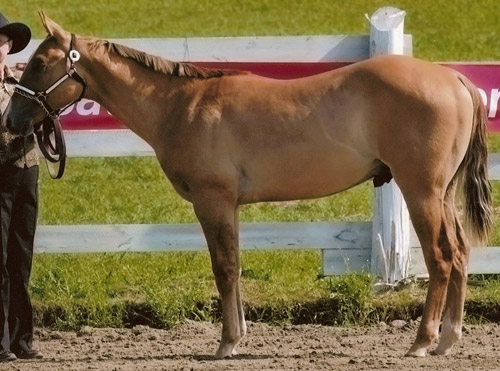 Dunalino Horse Dunalino Horse