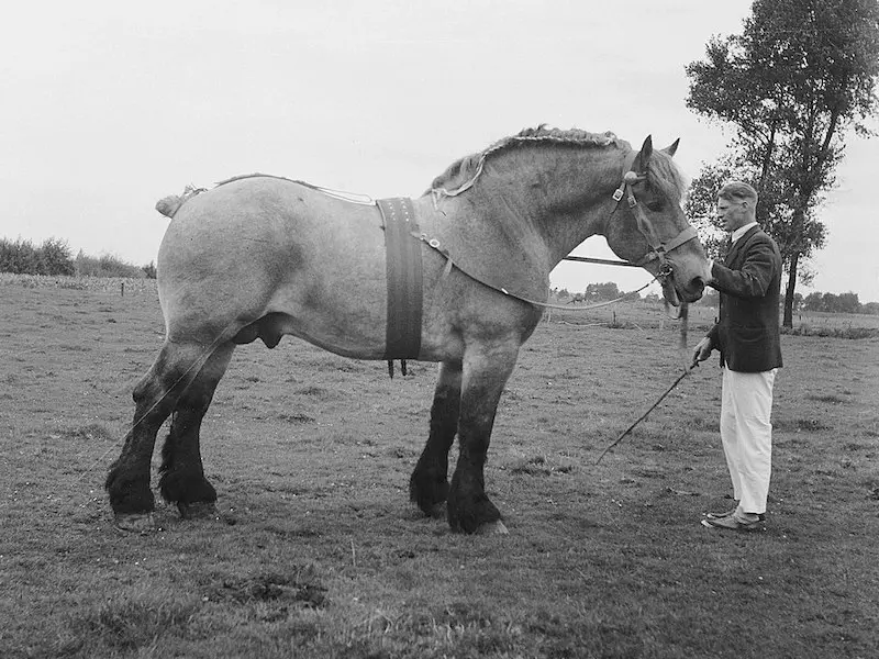 Dutch Draft Horse