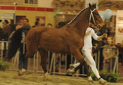Dutch Harness Horse