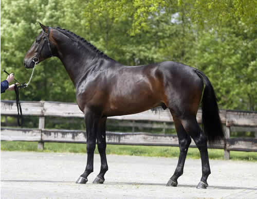 dutch-warmblood.jpg