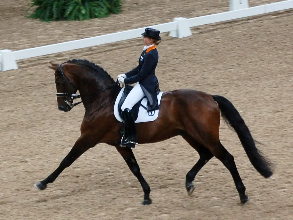 Dutch Warmblood or KWPN