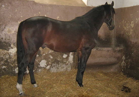 East Bulgarian Horse