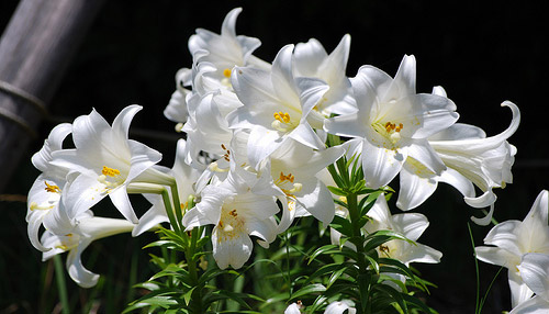 Easter Lily