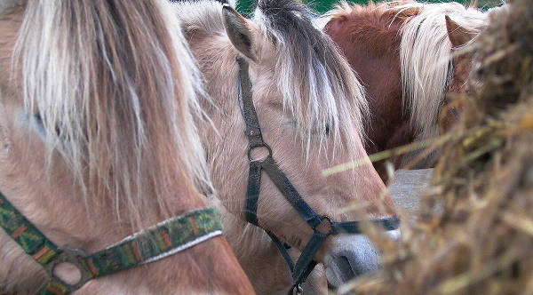 Horses eating hay Horses eating hay