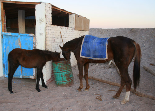 Mare and foal eating from a bucket
