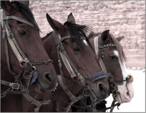 A row of three horse heads
