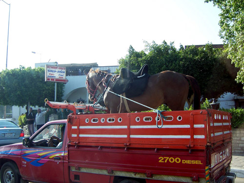 Horse in the back of a pick up truck
