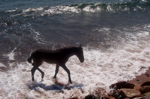 Horse in the waves of the sea