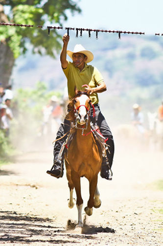Horses in El Salvador Horses in El Salvador