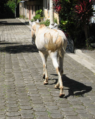 Horses in El Salvador Horses in El Salvador