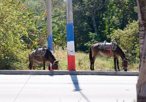 Horses in El Salvador Horses in El Salvador