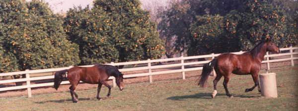Happy Horses