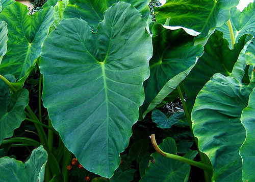 elephant ears poisonous to dogs