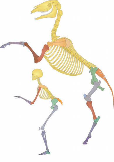 Comparative Skeletons